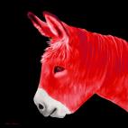 PTIT ANE ROUGE PTIT ANE ROUGE donkey Showroom - Inkjet on plexi, limited editions, numbered and signed. Wildlife painting Art and decoration. Click to select an image, organise your own set, order from the painter on line